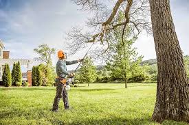 Best Tree Mulching  in San Rlos, CA